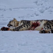 snus power - steam id 76561199560249124