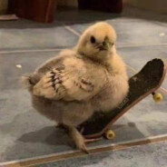 西伯利亚老斑鸠