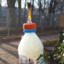 nowak pl