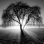 ***Black &amp;Tree***