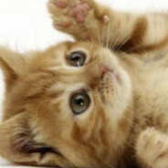 МАЛЫШКА ПРОСИТ СОДА ДАЙ ЛУВ