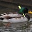 duckeater65