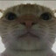 Lucas