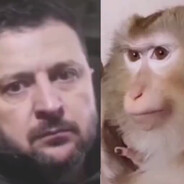 містер біг кок