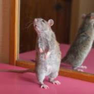 Rat