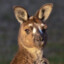 Grey Kangaroo