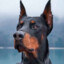 Doberman