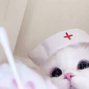 一根忧郁的猫毛