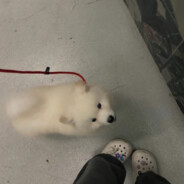 上完最野鸡大学连挂四科回家过年^^