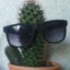 CACTUS_228