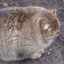 Fat Cat