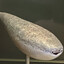 Sacabambaspis