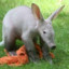 Amazing Aardvark