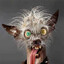 crazy dog