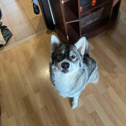 Yapzoro666 avatar