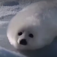 第二军团基因原体