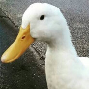 🦆 Pato🗿