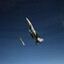 Aerondir