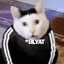 Blyat cat