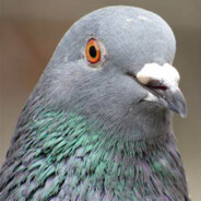 Pombo