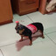 perro cocacol
