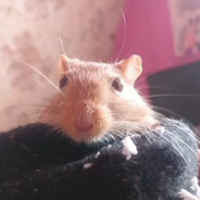 zzz