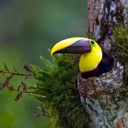 cozy_toucan