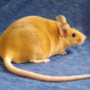 sulfur rat