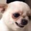 Cachorrin