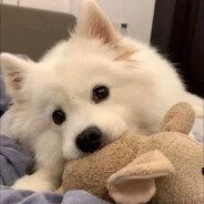 任凭梦里三千落樱