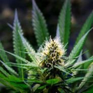 Nads Leaf