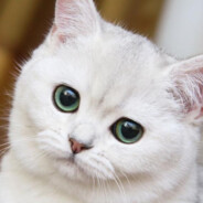 猫猫能有什么坏心思