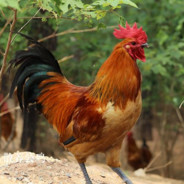 堪德沃吉尔•邦因