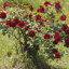 CynicalRoseBush