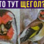 щегол