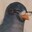 Father Pigeon