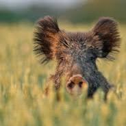 твой опонент