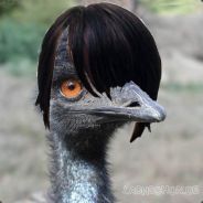Emu-san