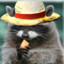 Raccoon D. Fluffy