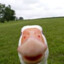 Angry_Goose