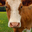 a cow