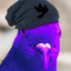 Полено_Рпавпр