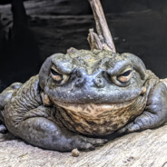 battle toad