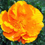 GOLDEN POPPY