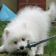 子时的墨鱼Moyuu