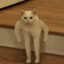 shake
