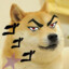 Doge Dgo