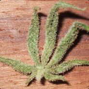 cF.bLaZiN~pRiNcEsS ~420~