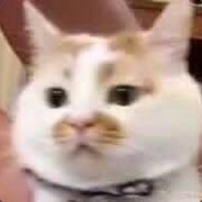 性感猫猫头在线打猎