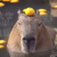 Capybarus